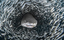 Chuyên gia Phan Dũng Khánh: "Nhiều nhà đầu tư hỏi tôi có nên mua cổ phiếu đã tăng từ 5.000 lên 50.000 đồng với kỳ vọng tăng thêm 10 lần nữa"