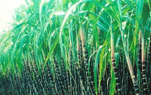 Mía đường Lam Sơn (LSS) đăng ký bán gần 1,5 triệu cổ phiếu quỹ còn lại