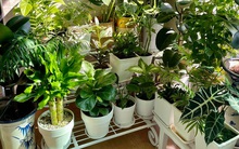 Nữ thợ cơ khí Việt tại Hàn khiến dân tình hâm mộ vì ở nhà chật mà vẫn trồng vô vàn cây xanh, chăm cây kiểu "thuận theo tự nhiên" mà chậu nào cũng xanh tốt