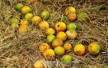 Xót xa đặc sản cam Vinh rụng vàng gốc