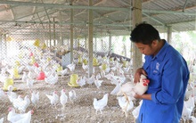 Chàng trai 8x nuôi gà siêu đẻ, mỗi năm lãi nửa tỉ đồng