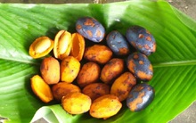 Quả cọ, thứ quà tuổi thơ đang gây "sốt" chợ mạng những ngày đầu đông: Chỉ người sành ăn mới biết vị