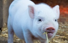 Mua lại MNS Feed của Masan, De Heus sẽ trở thành công ty thức ăn chăn nuôi số 1 Việt Nam, vượt qua cả 'gã khổng lồ' C.P của Thái Lan