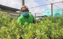 Chủ động hoa, kiểng Tết