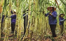 Mía đường trong cơn bão thị trường