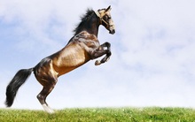 Dòng tiền đổ mạnh vào cổ phiếu vừa và nhỏ, chỉ số VNSmallcap vượt xa đỉnh lịch sử, tăng gần gấp đôi so với đầu năm