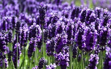 Cổ phiếu thành viên Tân Hoàng Minh từ khi lên sàn chỉ biết mỗi "màu tím", tăng hơn 1.300% chỉ sau 4 tháng