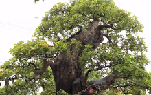 Ông chủ chốt giá siêu cây cảnh 230 tỷ, hé lộ bán cho vợ vui chứ “tiền nhiều làm gì”