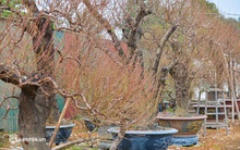 Ảnh: Dân làng Nhật Tân bỏ hàng chục triệu mỗi ngày thuê người chăm sóc vườn đào Tết tiền tỷ, nơm nớp vì sợ dịch Covid-19 phức tạp