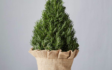 11 loại cây dẫn năng lượng tích cực và vận may vào nhà bạn, loại số 4 hút lộc cực đỉnh