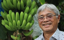 'Vua chuối' Long An: Xuất khẩu sang Nhật vì chọn cách khó để làm