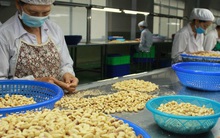 Bất thường nhập khẩu điều từ Campuchia