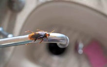 10 sai lầm biến nhà bếp thành nơi "hút" chuột, gián và các loài sinh vật có hại