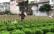 Nông dân ngại đầu tư giống hoa Tết sang xịn, trồng hoa rẻ cho dễ bán