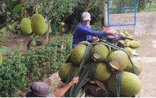 Giá mít ở Tiền Giang chỉ còn 2.000-3.000đ/kg do ùn ứ ở cửa khẩu với Trung Quốc