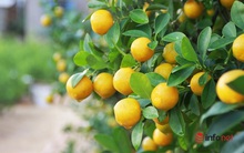 Tết cận kề, nông dân 'thủ phủ' quất Quảng Nam mỏi mắt chờ thương lái