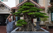 Trả 20 tỷ mua cây sanh cổ, chủ vườn nói thẳng: Có tiền mà không yêu cây thì tôi không bán