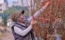Hơn tháng nữa là Tết: Đào Nhật Tân vừa xuống phố đã bị khách mở hàng "ép giá", tiểu thương thà ế chứ nhất quyết không bán rẻ