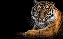 Chuyên gia Yuanta: "Thị trường chứng khoán Việt Nam như con hổ đang trưởng thành, có thể cán mốc 1.898 điểm trong năm 2022"