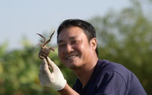 Theo chân ngư phủ săn loài cua lông kỳ lạ kiếm tiền triệu mỗi ngày, chỉ xuất hiện vào mùa lạnh