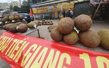 Mít quay đầu từ Lạng Sơn xuất hiện trên nhiều tuyến phố Hà Nội