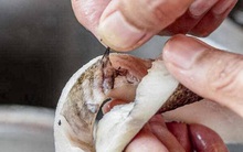 3 bộ phận trong con cá tuy ngon nhưng dễ gây bệnh, người bán chẳng dám ăn nhiều