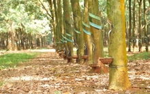 Vừa trả xong cổ tức còn lại năm 2020, Cao su Phước Hòa lại chốt quyền tạm ứng cổ tức 2021 tỷ lệ 25%