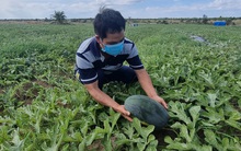 Dưa đầy ruộng, vắng bóng người mua