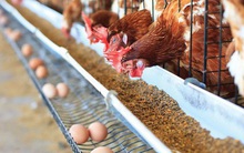 Thị trường thức ăn chăn nuôi: Doanh nghiệp ngoại chiếm trọn top đầu