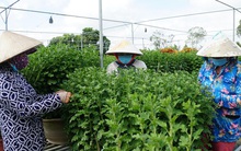 Làng hoa lớn nhất miền Tây vào vụ Tết
