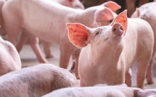 Masan MeatLife (MML) sắp chi cổ tức tiền mặt tỷ lệ 49% trước thềm thoái vốn mảng cám