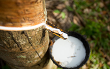 Hoạt động sản xuất hồi phục, xuất khẩu cao su tăng cao trở lại