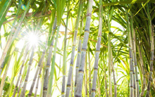 Thành Thành Công Biên Hòa (SBT) trả cổ tức cho cổ phần ưu đãi tỷ lệ hơn 11%