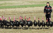 Hàng loạt nhóm chat với nghìn nhà đầu tư bỗng biến mất khi "những món quà của thượng đế" giảm sàn mất thanh khoản