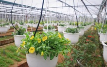 Thủ phủ hoa Tết Đà Nẵng “nín thở” chờ thương lái