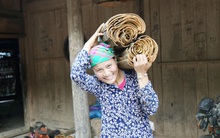 Bóc vỏ cây xù xì, hương thơm khắp rừng bán sang Singapore và Israel, thu triệu đô mỗi năm