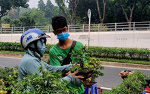 Bonsai mini 'độc lạ' tiền triệu hút khách tại chợ hoa Tết