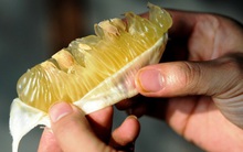 Tết này ăn bưởi đừng bao giờ vứt vỏ, tận dụng để chữa bệnh và giảm cân sẽ nhận được tác dụng kỳ diệu trong thời gian ngắn