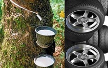 Triển vọng thị trường cao su thế nào trong năm 2021?