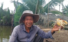 Ngày Tết, cua biển ngon nhất miền Tây giá 1 triệu đồng/kg