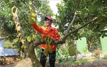 Đầu năm, mít Thái tại Tiền Giang được giá