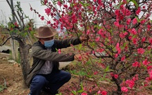 Thu gom, đấu giá gốc đào qua mạng