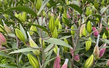 Hoa ly rớt giá thê thảm, cộng đồng mạng kêu gọi 'giải cứu'