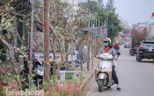 Người dân Hà Thành bỏ tiền triệu mua hoa lê chơi sau Tết