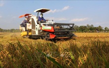 Lúa Đông Xuân tại Hậu Giang được giá