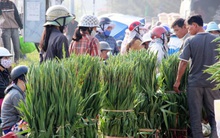 Hoa lay ơn rớt giá thảm hại