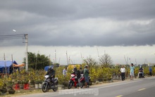 Thủ phủ mai vàng miền Trung doanh thu gần 80 tỉ đồng trong vụ Tết