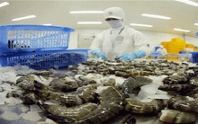 Minh Phú (MPC) lãi hợp nhất năm 2020 đạt 617 tỷ đồng, tăng 38% so với năm trước