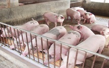 Giá lợn hơi hạ nhiệt sau Tết
