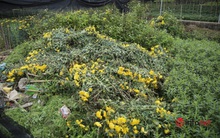 Làng trồng hoa nổi tiếng ở Hà Nội ế ẩm, dân khóc ròng cắt hoa vứt đầy ruộng